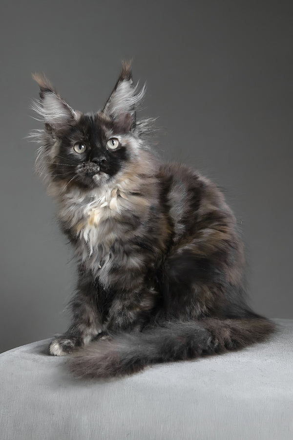 Carmen | Maine Coon Kitten