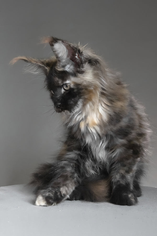 Carmen | Maine Coon Kitten