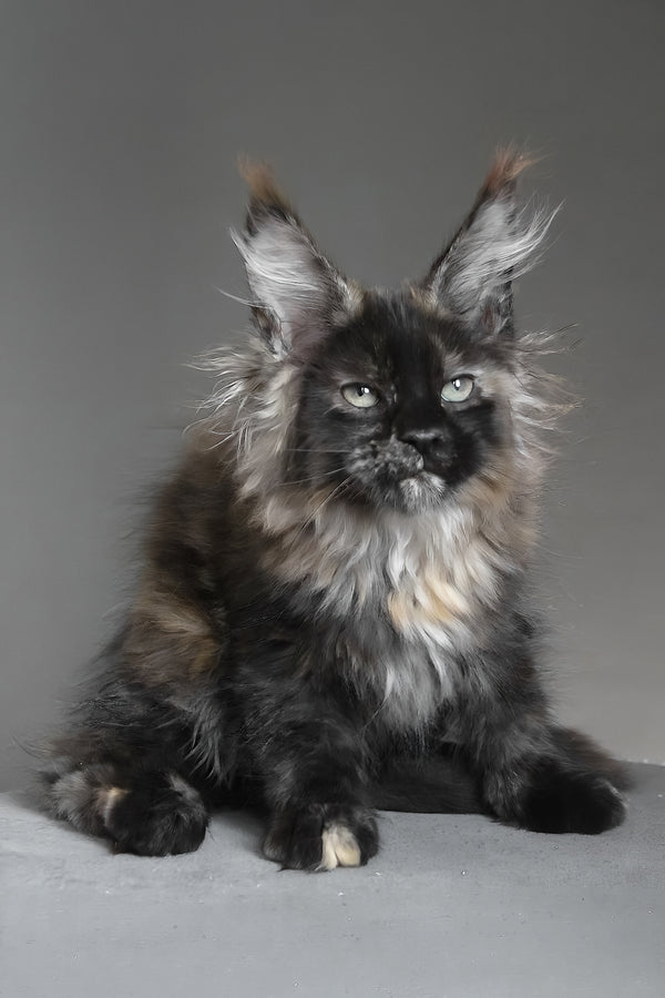 Carmen | Maine Coon Kitten