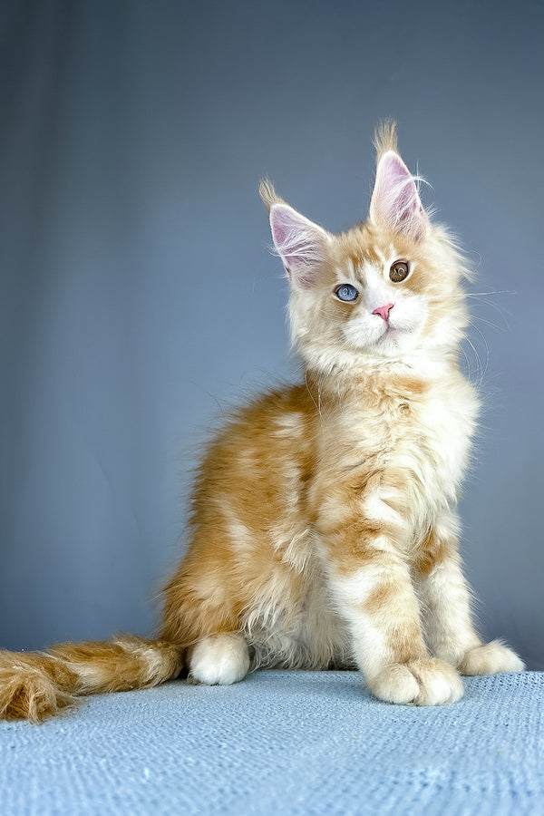 A fluffy orange and white purebred maine coon kitten with striking blue eyes sits against a soft gray backdrop