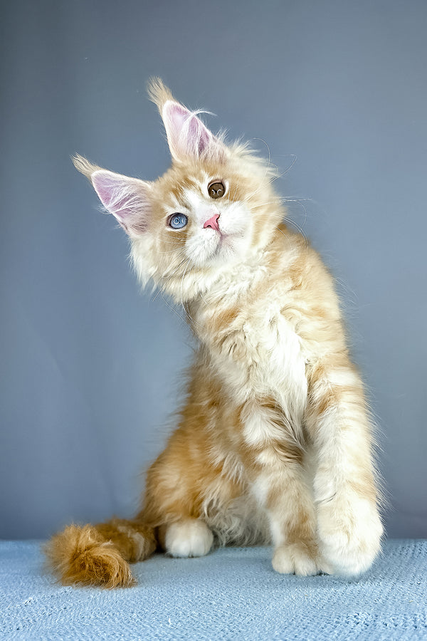 A fluffy orange and white maine coon kitten with blue eyes sitting against a soft gray backdrop perfect for purebred kitties fans