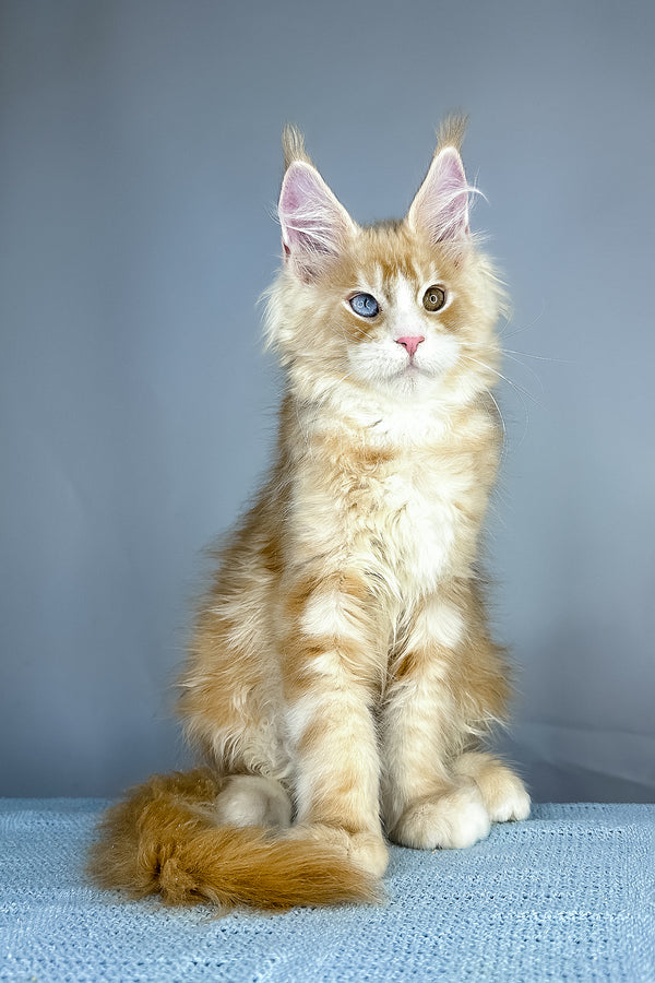 Cartier maine coon kitten fluffy orange and white purebred kitties with striking blue and gold eyes sitting attentively