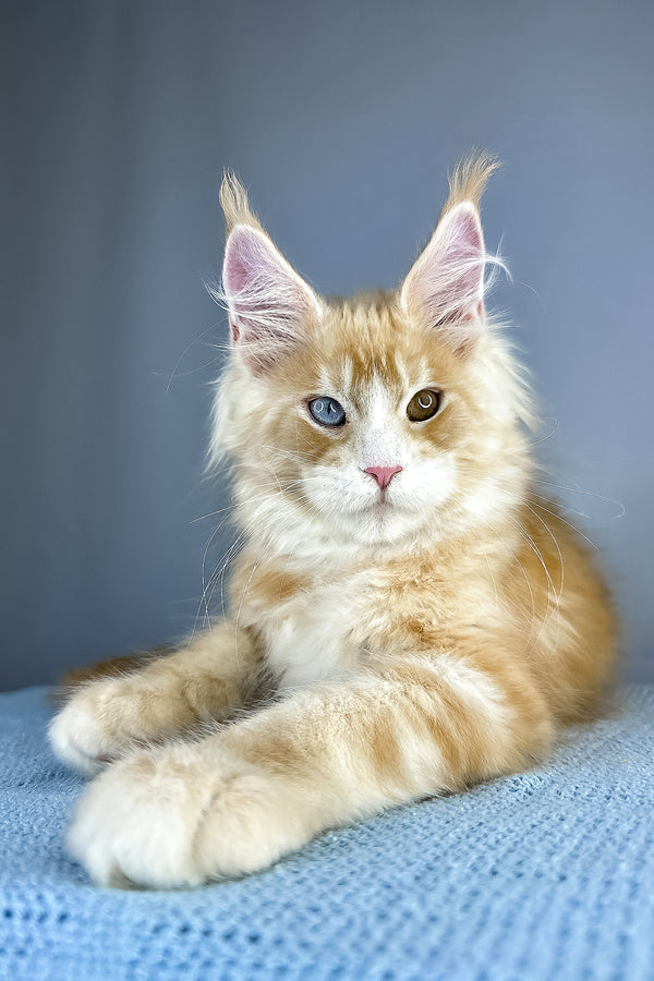 Cartier maine coon kitten with fluffy orange and white fur and heterochromatic eyes resting on blue knitted surface