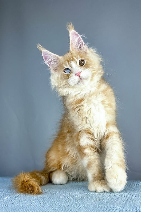 A fluffy orange and white maine coon kitten with blue and brown eyes perfect for purebred kitties lovers
