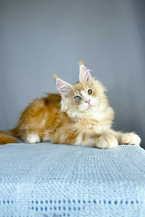 A fluffy orange and white maine coon kitten with striking blue eyes rests on a light blue knitted surface