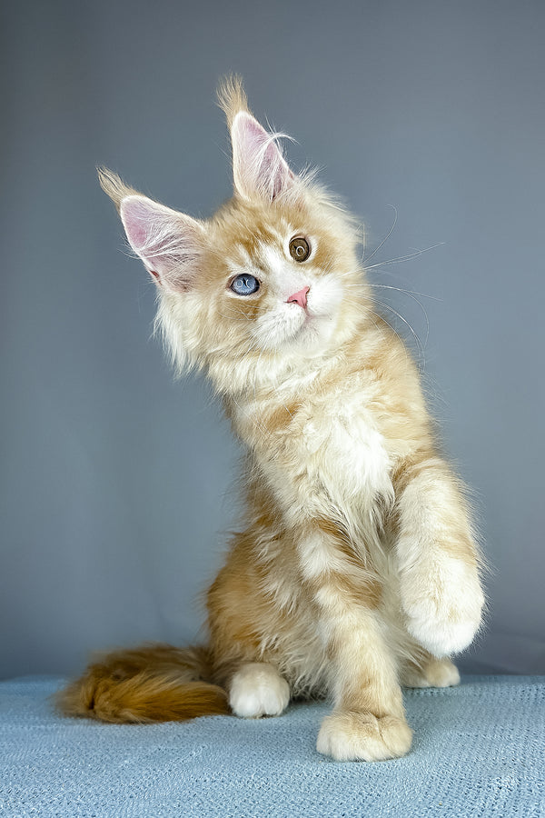 Cartier maine coon kitten with fluffy orange and white fur and striking blue eyes sitting on textured surface