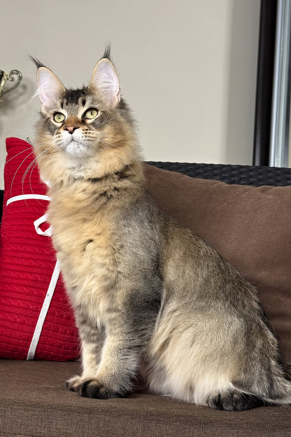 Casper | Golden Maine Coon Kitten