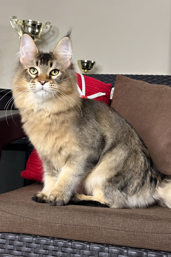 Casper | Golden Maine Coon Kitten