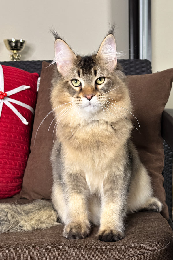 Casper | Golden Maine Coon Kitten