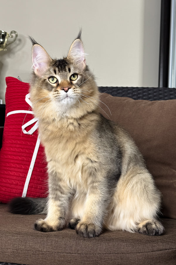 Casper | Golden Maine Coon Kitten