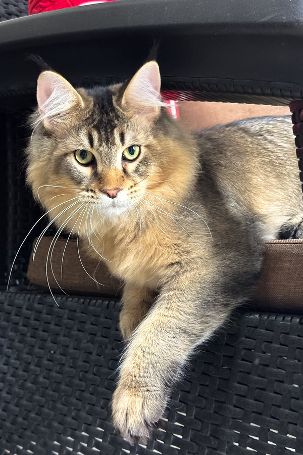 Casper | Golden Maine Coon Kitten