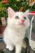 Cedric | Ragdoll Kitten