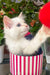 Cedric | Ragdoll Kitten