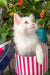 Cedric | Ragdoll Kitten