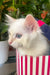 Cedric | Ragdoll Kitten