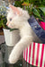 Cedric | Ragdoll Kitten