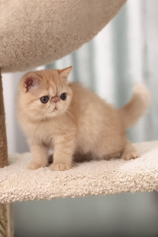 Cessa | Exotic Shorthair Kitten