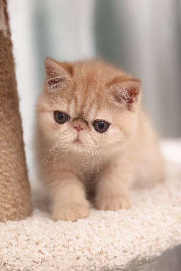 Cessa | Exotic Shorthair Kitten