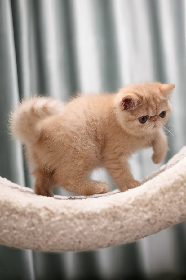 Cessa | Exotic Shorthair Kitten