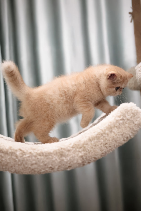 Cessa | Exotic Shorthair Kitten
