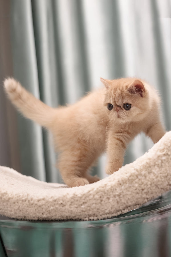Cessa | Exotic Shorthair Kitten