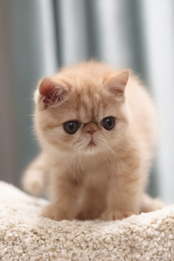 Cessa | Exotic Shorthair Kitten