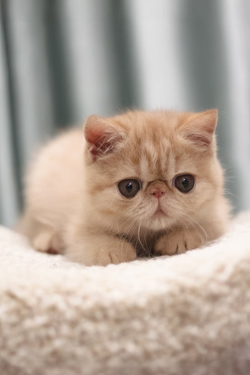 Cessa | Exotic Shorthair Kitten