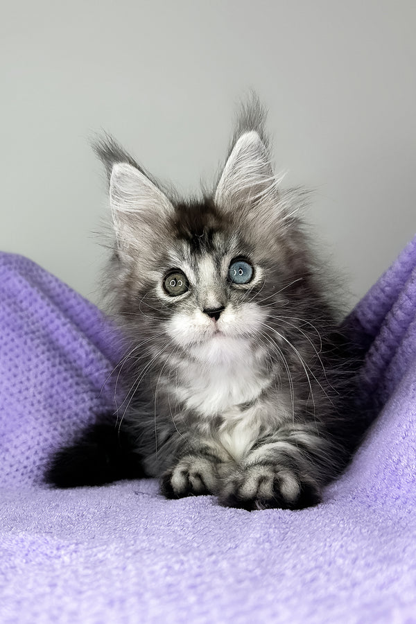 Chanel | Maine Coon Kitten