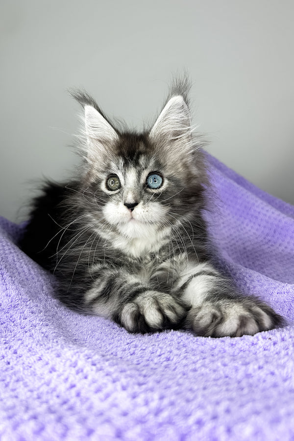 Chanel | Maine Coon Kitten