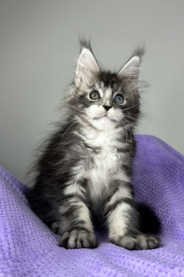 Chanel | Maine Coon Kitten