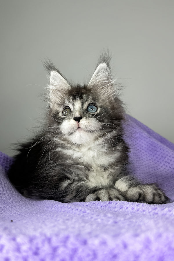 Chanel | Maine Coon Kitten