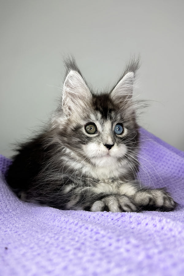 Chanel | Maine Coon Kitten