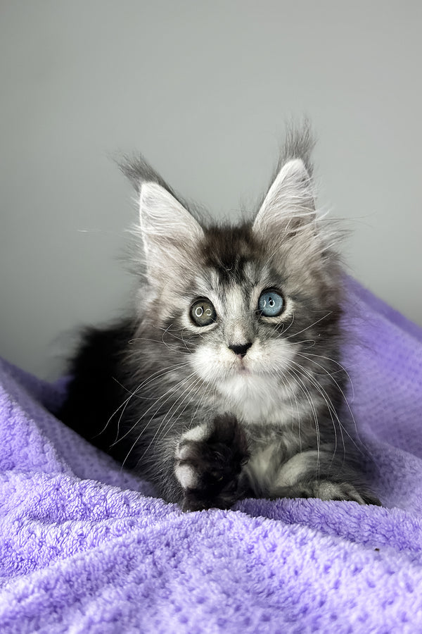Chanel | Maine Coon Kitten