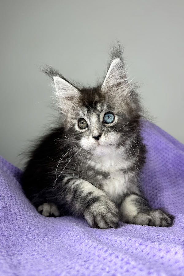 Chanel | Maine Coon Kitten