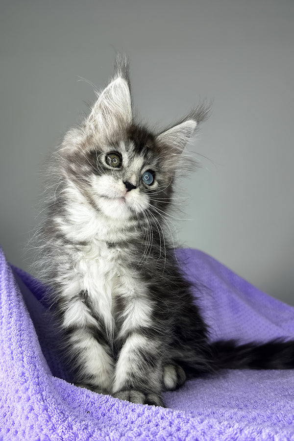 Chanel | Maine Coon Kitten