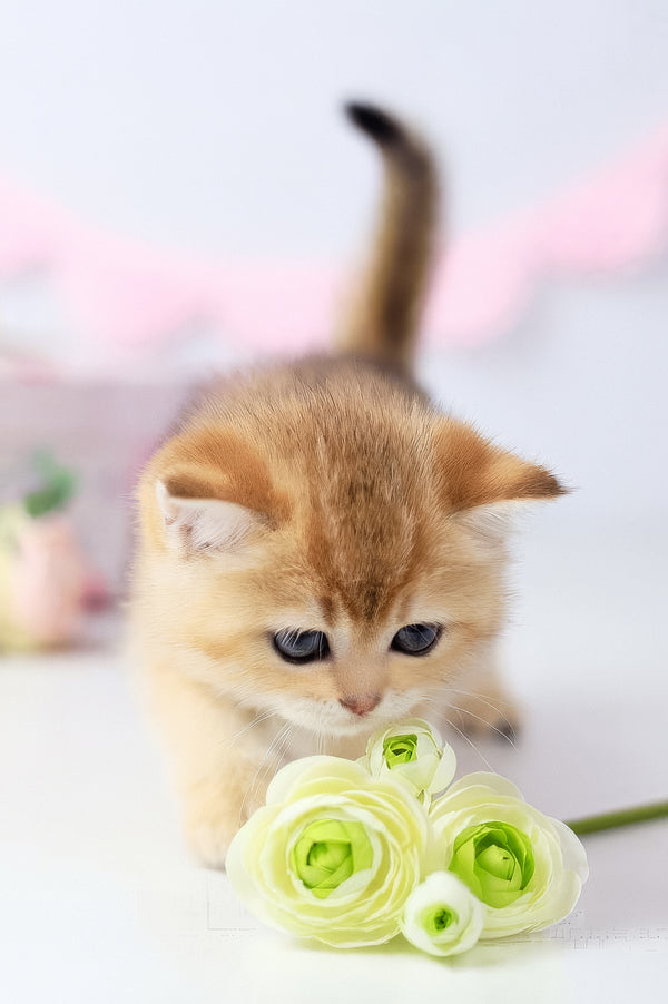 Chelsea | British Shorthair Kitten