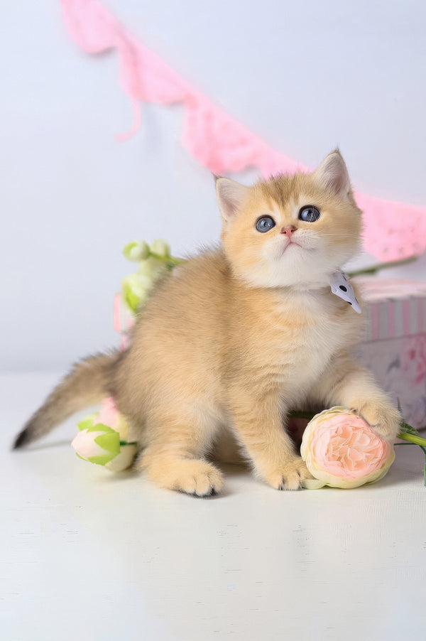 Chelsea | British Shorthair Kitten