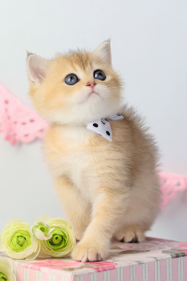 Chelsea | British Shorthair Kitten