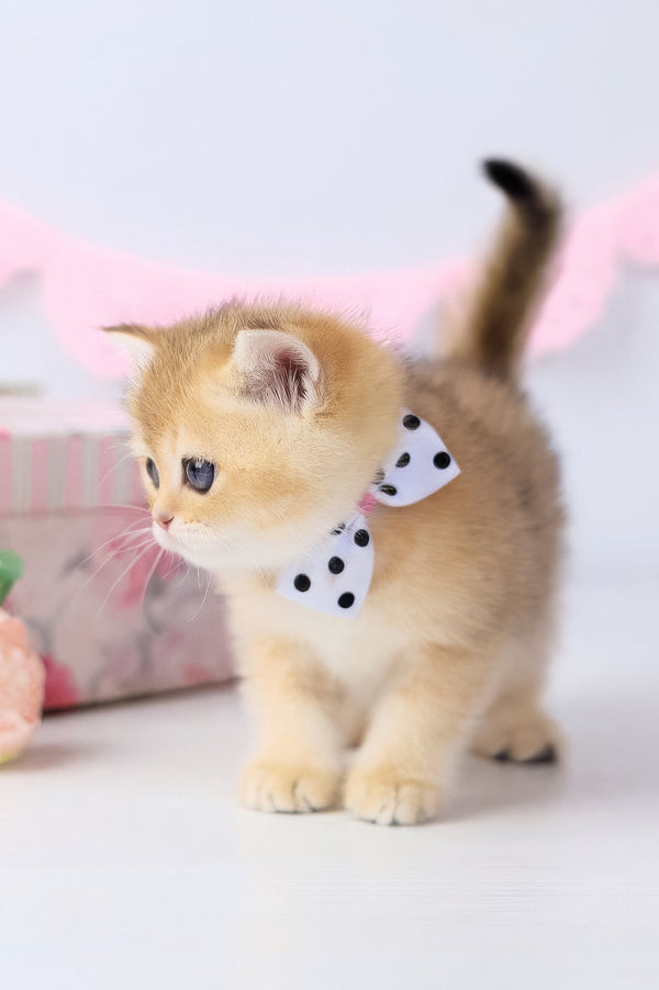 Chelsea | British Shorthair Kitten