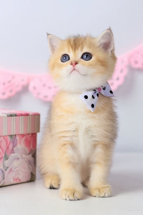 Chelsea | British Shorthair Kitten