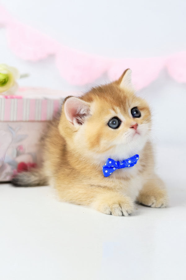 Chelsea | British Shorthair Kitten