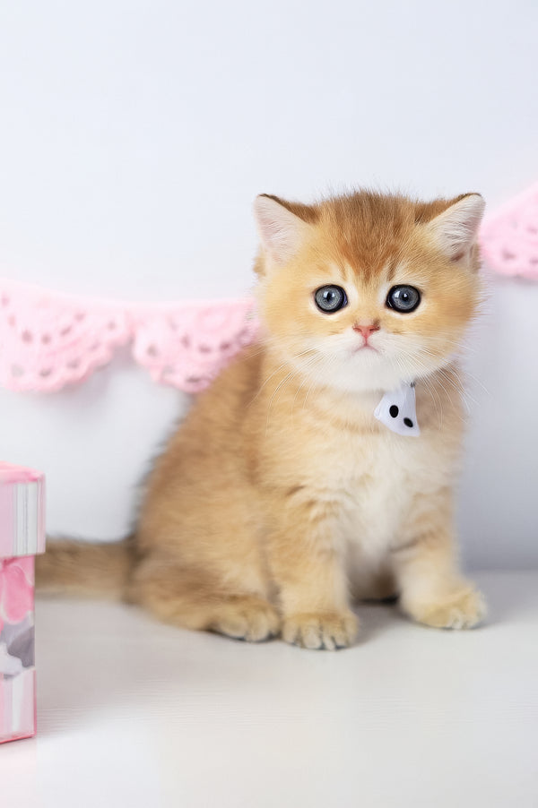 Chelsea | British Shorthair Kitten