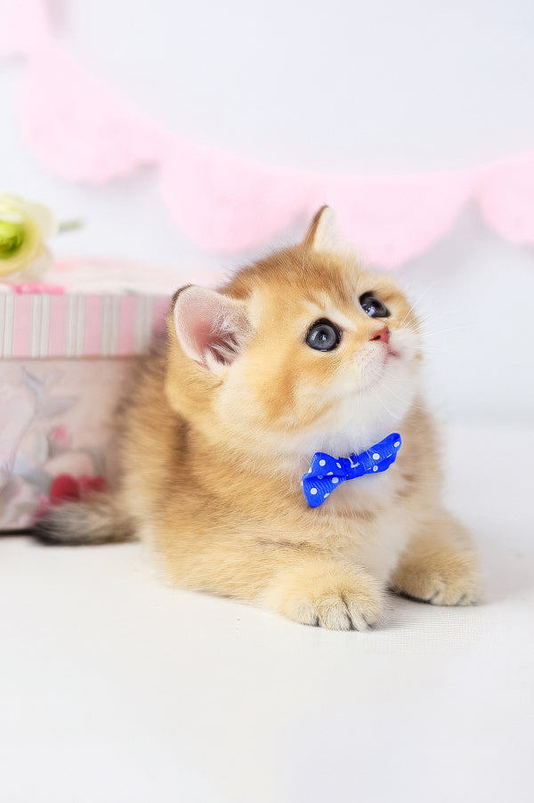 Chelsea | British Shorthair Kitten