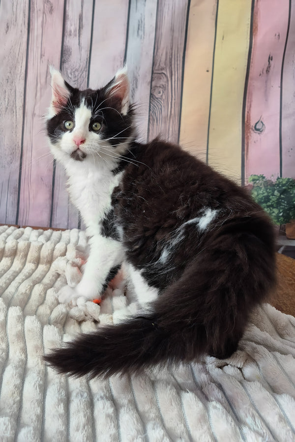 Chess | Maine Coon Kitten