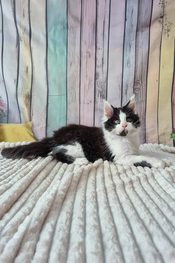 Chess | Maine Coon Kitten