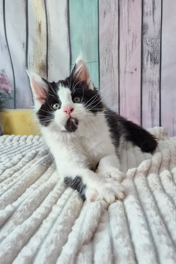 Chess | Maine Coon Kitten