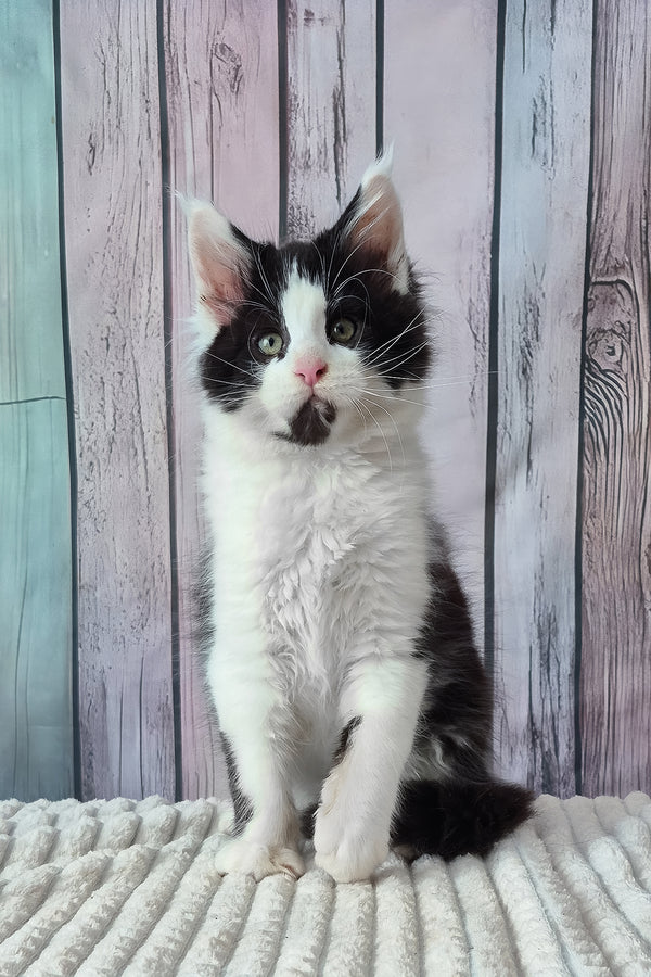 Chess | Maine Coon Kitten
