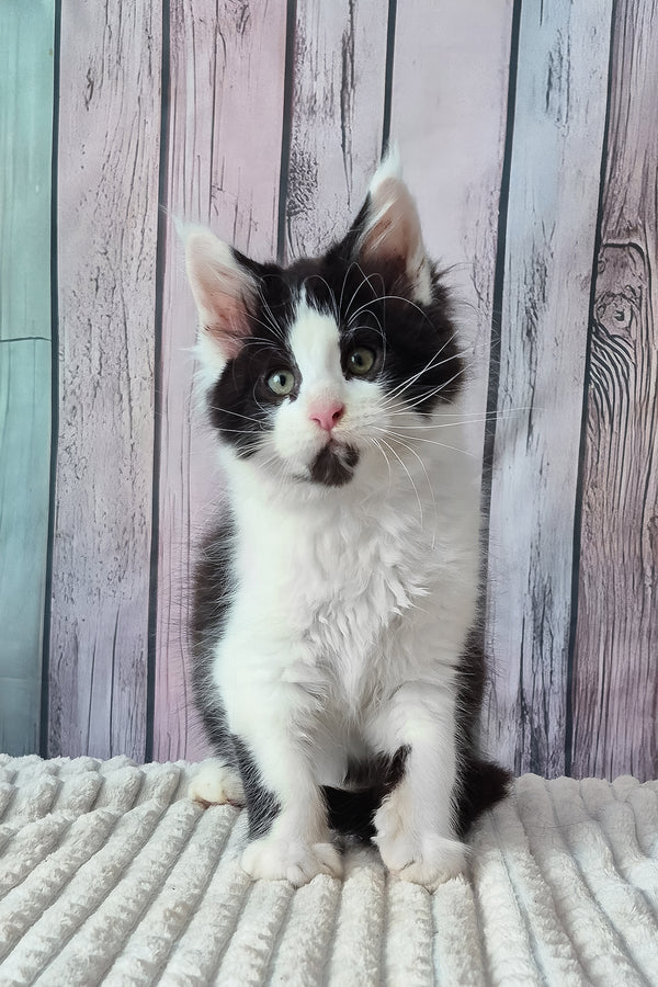 Chess | Maine Coon Kitten