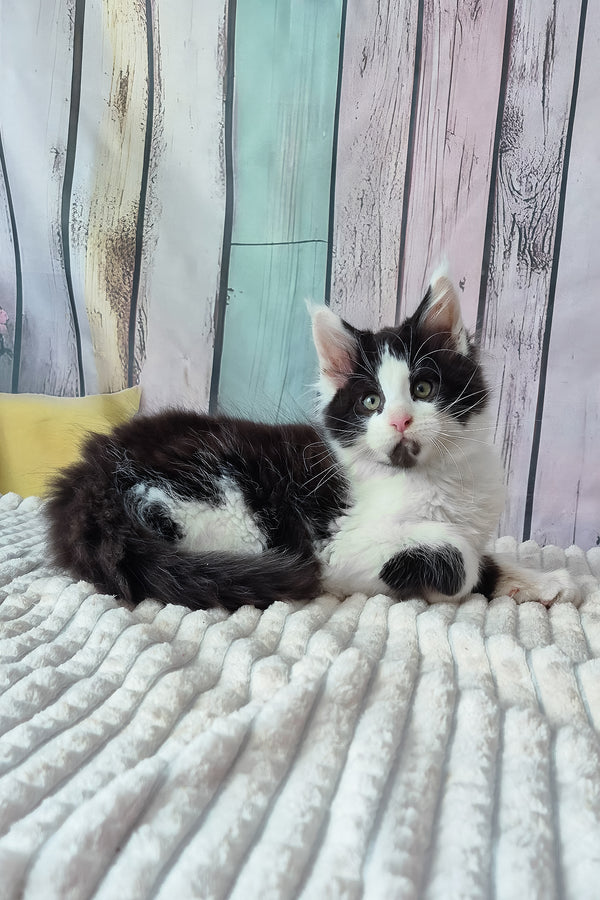 Chess | Maine Coon Kitten