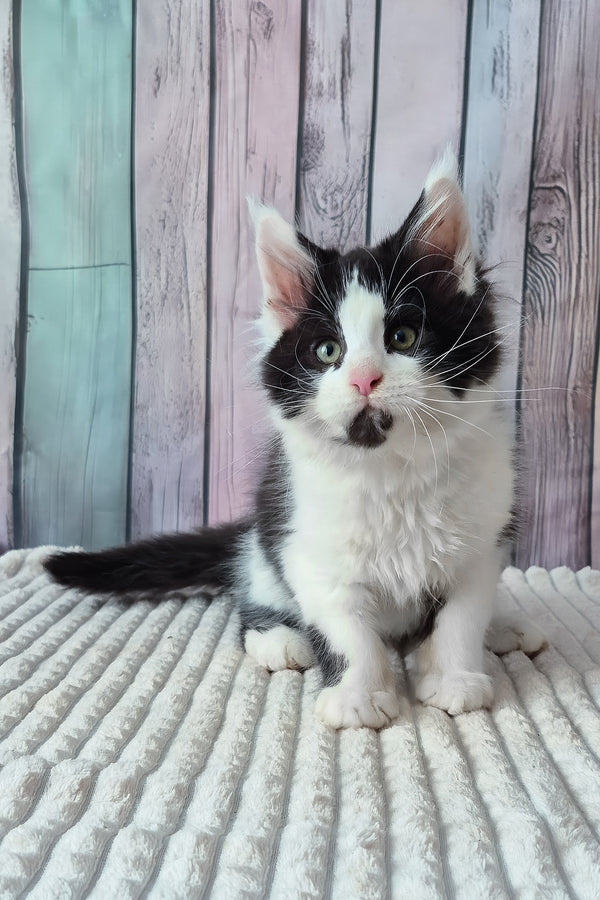 Chess | Maine Coon Kitten